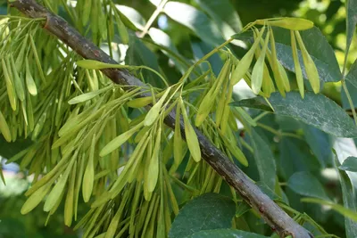 Ясень обыкновенный (Fráxinus excélsior) С30, 350-400 см, цена в  Санкт-Петербурге от компании Вилла-планта (садовый центр и питомник  растений, ландшафтное бюро)