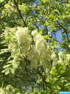 ПЛОД