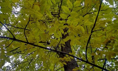 Fraxinus. Ясень (Максим Варт) / Стихи.ру
