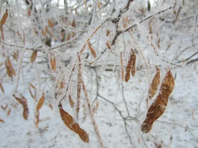 Купить ясень обыкновенный (fraxinus excelsior) 3,0-3,5м, с15/грунт саженец  с доставкой в Ростове-на-Дону и России
