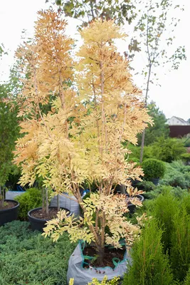 Ясень обыкновенный (Fráxinus excélsior) Ком, 350-400 цена 9500 ₽/ед, купить  в Санкт-Петербурге от компании Вилла-Планта, питомник растений — СтройПрайс