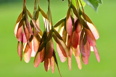 Ясень обыкновенный (Fraxinus excelsior) - PictureThis