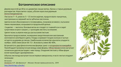 Ясень обыкновенный 'Aypea' – купить в питомнике Chelsea Garden