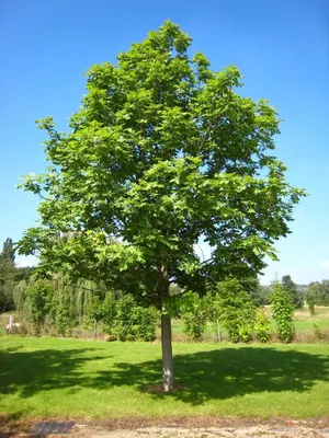 Ясень обыкновенный \"Fraxinus excelsior\" купить по цене 1200 рублей от  питомника саженцев и растений Центросад | Фото и консультация по уходу