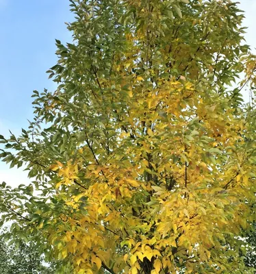 Ясень маньчжурский Fráxinus mandshurica Rupr.
