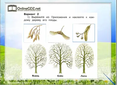 Новые ясени для новой ситуации! — Bruns Pflanzen