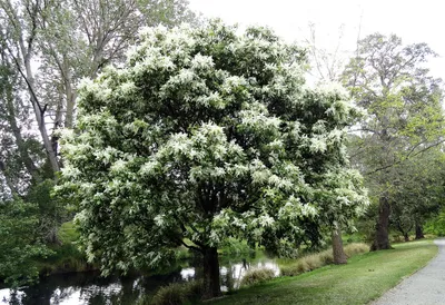 Ясень обыкновенный 'Aypea' – купить в питомнике Chelsea Garden
