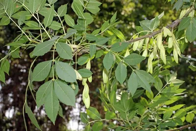 Ясень обыкновенный, Faxinus excelsior