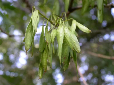 Ясень обыкновенный (Fraxinus excelsior) | Ракита. Питомник растений