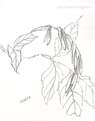Ясень маньчжурский Fráxinus mandshurica Rupr.