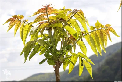 Зеленые ягоды Americanum Zanthoxylum перчат Сычуани, колючая ясень колючее  дерево с колючими ветвями Стоковое Фото - изображение насчитывающей ягод,  сад: 197781110