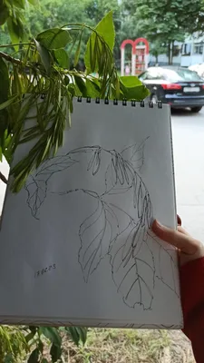 Ясень птица - картинки и фото poknok.art