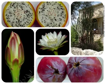выживание - съедобные плоды кактуса - YouTube