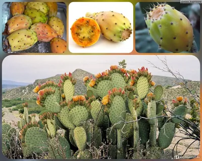 Как растет питайя и другие кактусы, которые дают съедобные плоды