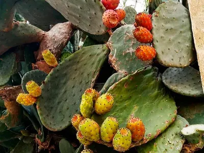 Денис - А это съедобные плоды кактуса - опунции. Родом из... | Facebook