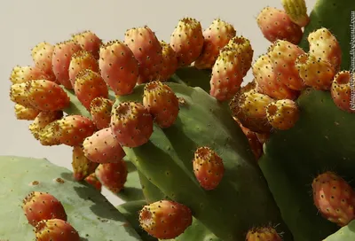 Мечта гурмана.Съедобные плоды кактуса опунция. :: Жанна Викторовна –  Социальная сеть ФотоКто