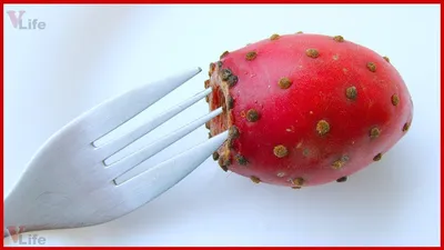 Колючий и сочный плод кактуса Стоковое Изображение - изображение  насчитывающей плодоовощ, сабра: 186253465