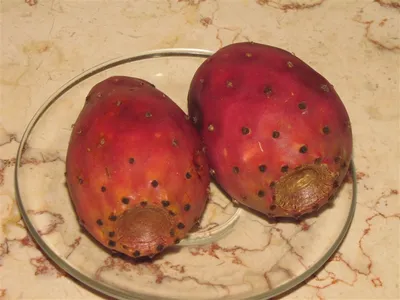 Съедобные плоды кактусов - Сахара - Тунис - Фотоальбомы - Сидоров С.В. Сайт  педагога-исследователя