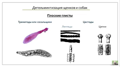 Плоские глисты у собак фото