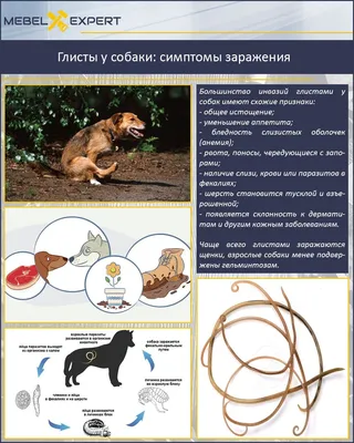 Глисты у щенка: симптомы и лечение, признаки, виды инвазии и способы  лечения, профилактики
