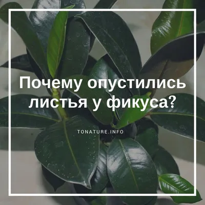 Почему опустились листья у фикуса? | выращивание, уход, размножение растений