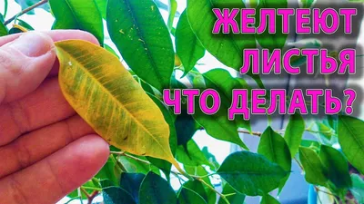 ЖЕЛТЕЮТ ЛИСТЬЯ НА ФИКУСЕ БЕНДЖАМИНА И КОМНАТНЫХ РАСТЕНИЯХ ПОЧЕМУ И КАК  ПОМОЧЬ? - YouTube