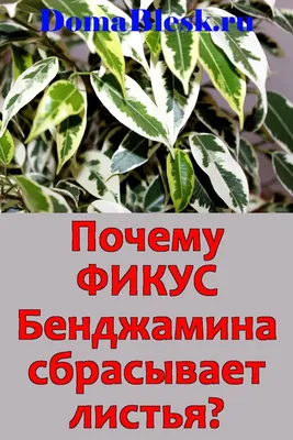 ᐉ Осыпаются листья фикуса Бенджамина, что делать. Причины и методы лечения,  если фикус сбрасывает листья