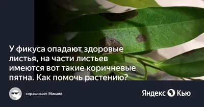 Что делать, если у фикуса желтеют и опадают листья