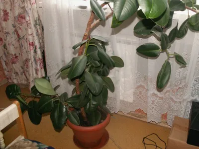 Фикус каучуконосный (Ficus elastica) | Страница 35