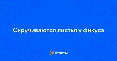 Ответы Mail.ru: Скручиваются листья у фикуса