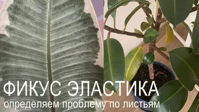 Почему желтеют и опадают листья у фикуса: возможные болезни | ivd.ru