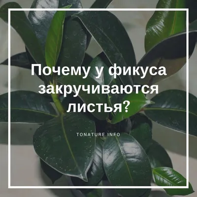 Почему у фикуса закручиваются листья? | выращивание, уход, размножение  растений