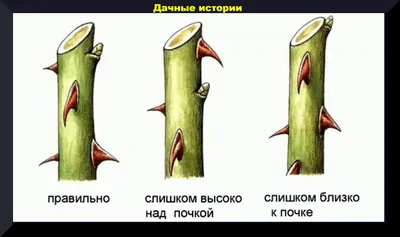 Продолжение истории с розой из прошлогоднего букета | Мои эксперименты |  Дзен