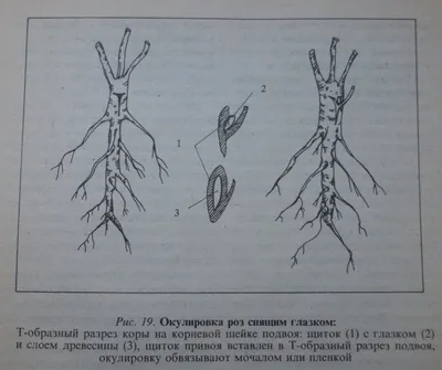 Красный цвет и белых роз и почки очень красивая. Стоковое Изображение -  изображение насчитывающей загородка, листья: 210057091