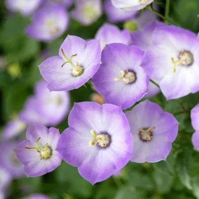 Почвопокровные цветы: неприхотливые почвопокровные цветы для сада -  Agro-Market24