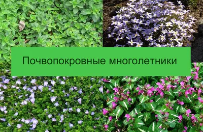 Почвопокровные растения - купить саженцы из питомника в Барнауле для Сибири