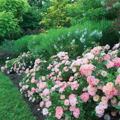 Роза почвопокровная \"Альба Мейдиленд\" (Rose 'Alba Meidiland') - «Одна из  самых красивых и неприхотливых почвопокровных роз.Советы по уходу + фото »  | отзывы