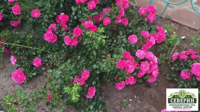 Роза почвопокровная Хеллоу купить по цене 320₽ за 1 шт. в Коммунаре в  интернет-магазине «Посадика»