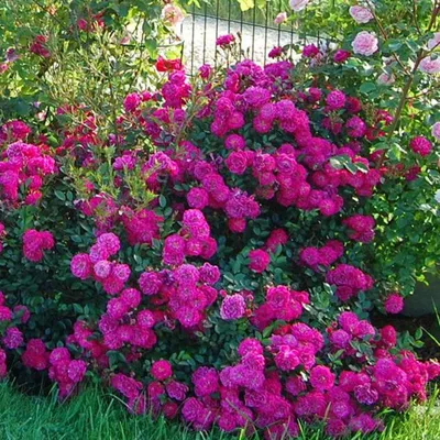 Саженец почвопокровной розы Сиреневый дождь фото и описание сорта 🌱 купить  саженец почвопокровной розы Сиреневый дождь почтой недорого в Москве