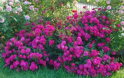Роза почвопокровная Сиреневый дождь купить саженцы почтой из питомника  «АГРОФОНД»