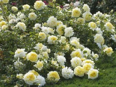 Розы почвопокровные - Топ Садовод - интернет магазин растений