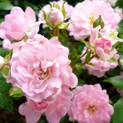 Роза почвопокровная Alba Meidiland - Парковые - GardenPlants