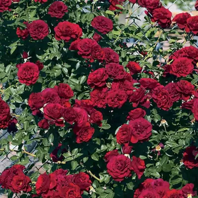 Купить саженцы почвопокровных роз в интернет-магазине Гарденмарт с доставкой