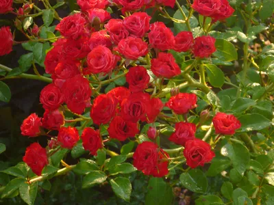 Розы! Почвопокровные розы. Ещё немного о некоторых сортах почвопокровных роз  | Понемногу обо всём в саду | Дзен