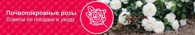 Купить саженцы роз Скарлет Меландекор/Scarlet Meillandecor в Москве,  Московской области или с доставкой по России
