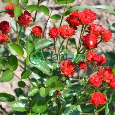 Роза почвопокровная Хеллоу • Новый Сорт купить саженцы плодовых деревьев,  Крым