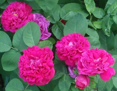 Роза почвопокровная Иониум (Aeonium) купить выгодно ✵ Сады-Эдема.рф –  интернет магазин растений для сада