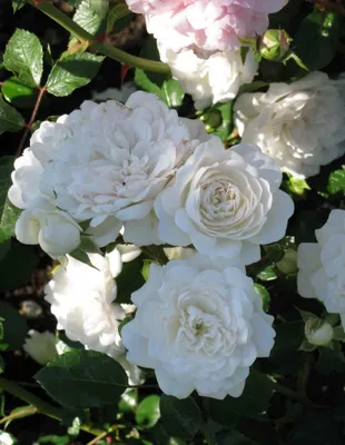Розы почвопокровные более 50 сортов - питомник садовых растений Лизгард -  продажа саженцев почвопокровных роз в Киеве с доставкой по Украине