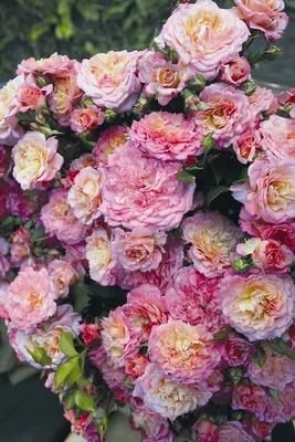 Центр Эффективного Садоводства on Instagram: \"🌹Спрей-розы - это чаще всего  низкорослые кустарники до 60 см с множеством цветов и бутонов 🔹На одной  ветке одновременно располагается до полутора десятков цветов! 🔹Именно их  обычно