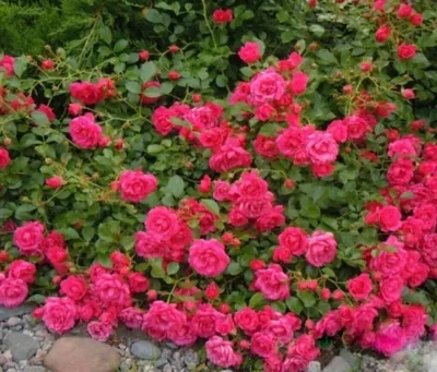 ➤ Саженцы почвопокровных роз купить в Москве недорого: цена, заказа в  интернет-магазине